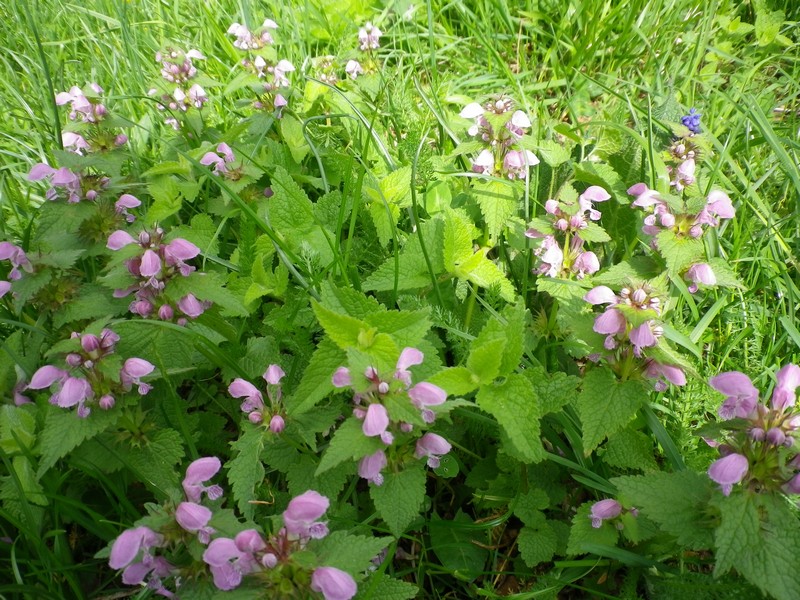 Lamium maculatum